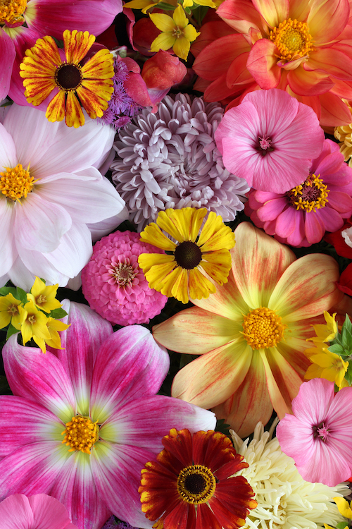 Farverige blomster