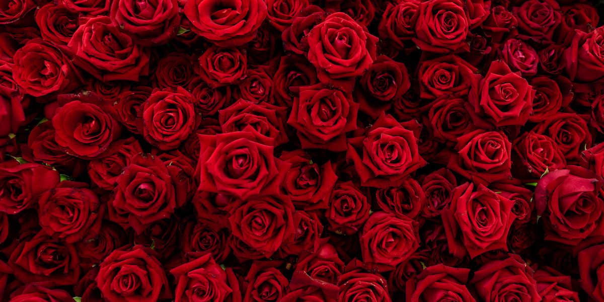 Blomster til en sidste hilsen - Røde roser